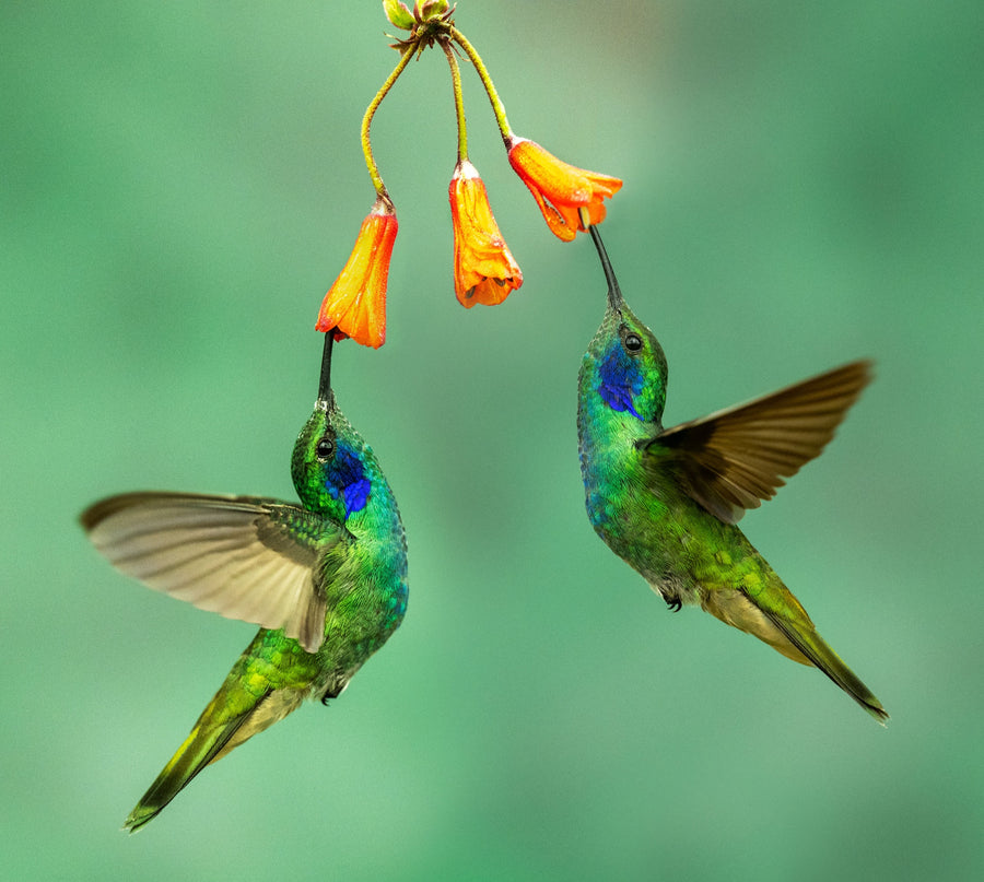 Hummingbird, Colombia