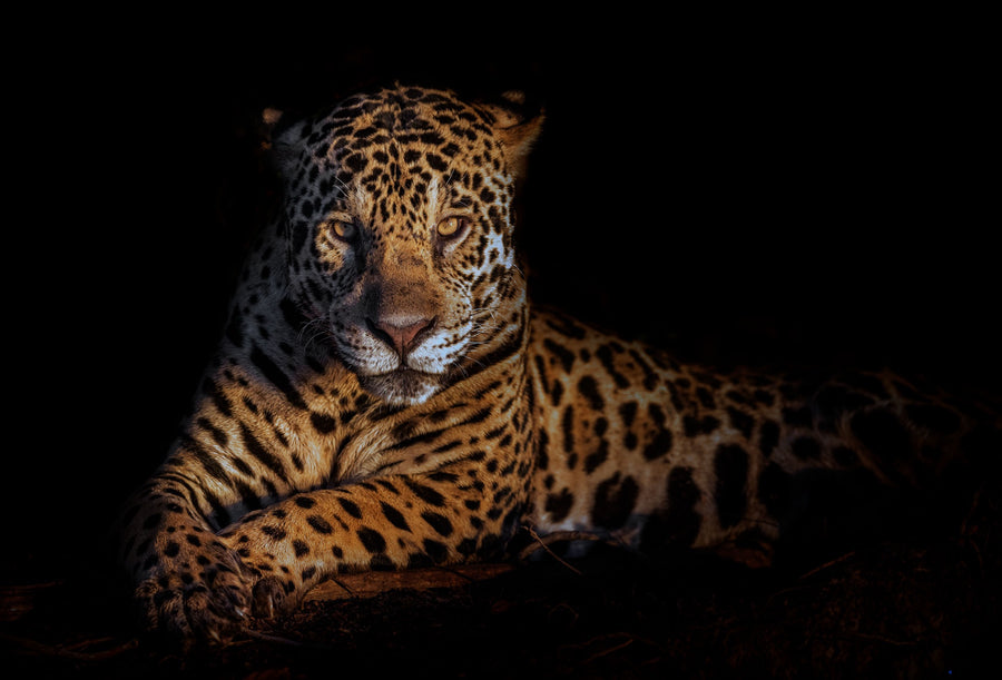 Jaguar, Pantanal, Brazil