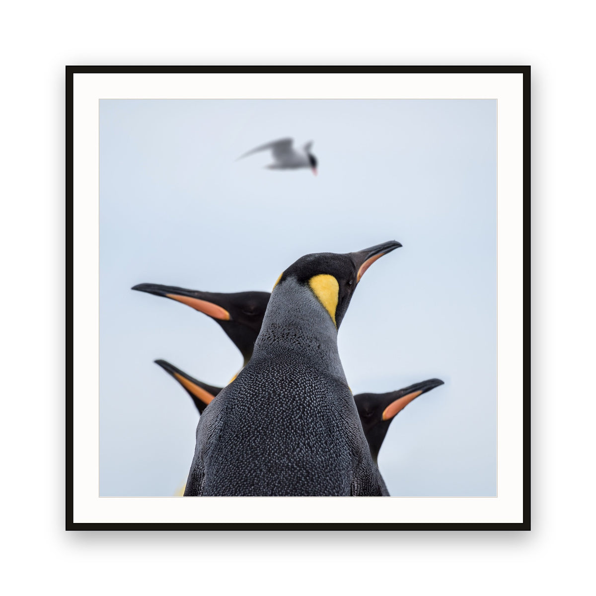 Kings and Tern, Antarctica