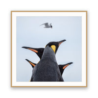 Kings and Tern, Antarctica view 3