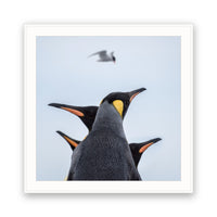 Kings and Tern, Antarctica view 4
