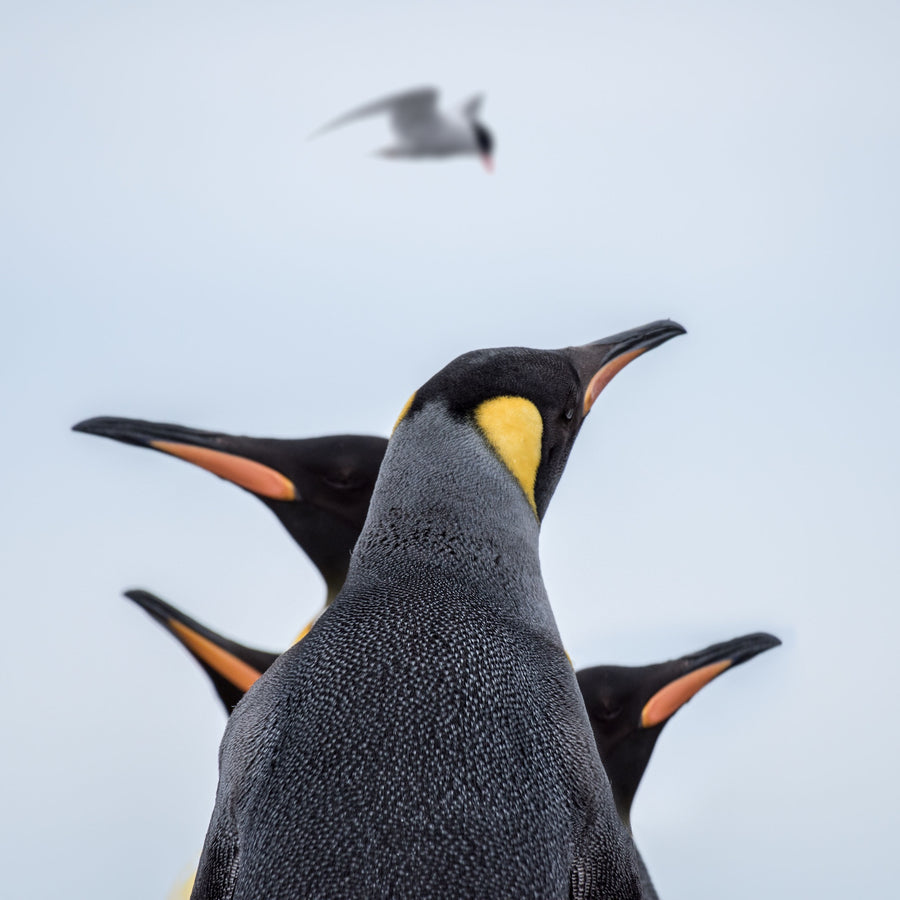 Kings and Tern, Antarctica