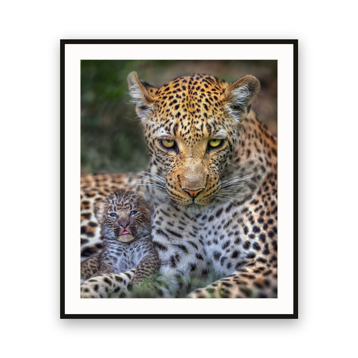 Leopard and Cub, Botswana