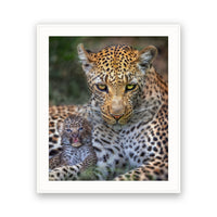Leopard and Cub, Botswana view 4