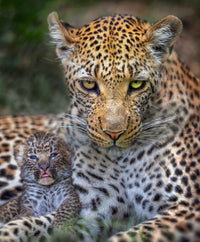 Leopard and Cub, Botswana view 5