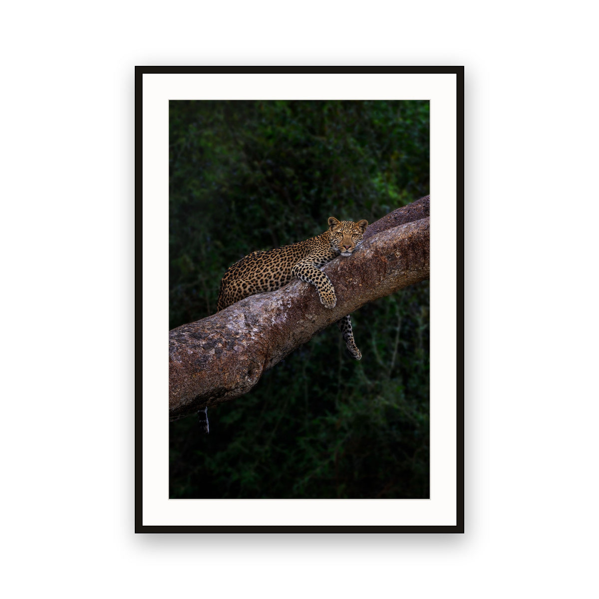 Leopard on Tree, Zambia