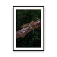 Leopard on Tree, Zambia view 1