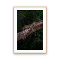 Leopard on Tree, Zambia view 3
