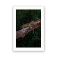 Leopard on Tree, Zambia view 4