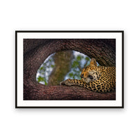 Leopard, Sabi Sands, South Africa view 1