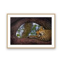 Leopard, Sabi Sands, South Africa view 3