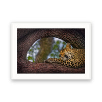 Leopard, Sabi Sands, South Africa view 4