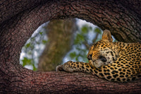 Leopard, Sabi Sands, South Africa view 5