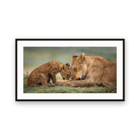 Lioness and Cub, Botswana view 1