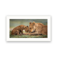 Lioness and Cub, Botswana view 4