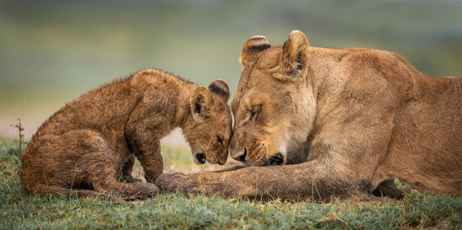 Lioness and Cub, Botswana