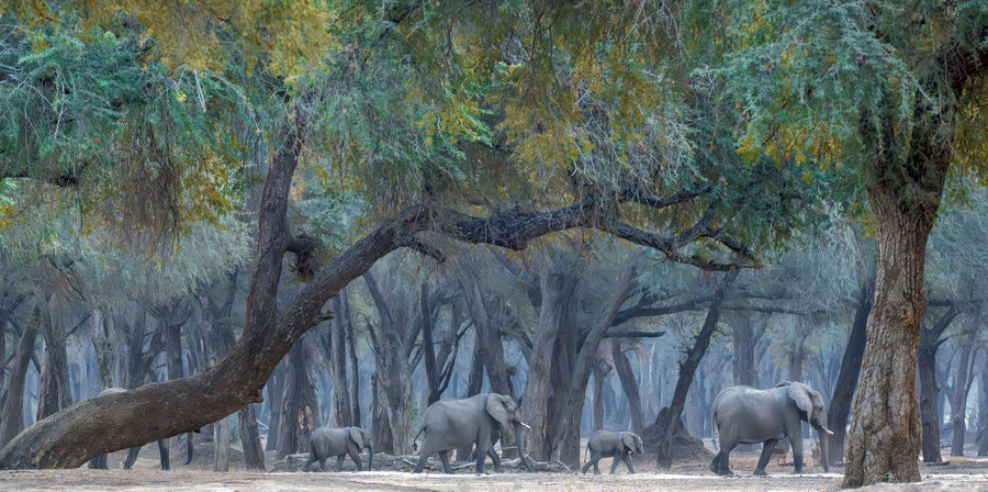 Elephants, Lower Zambezi NP, Zambia