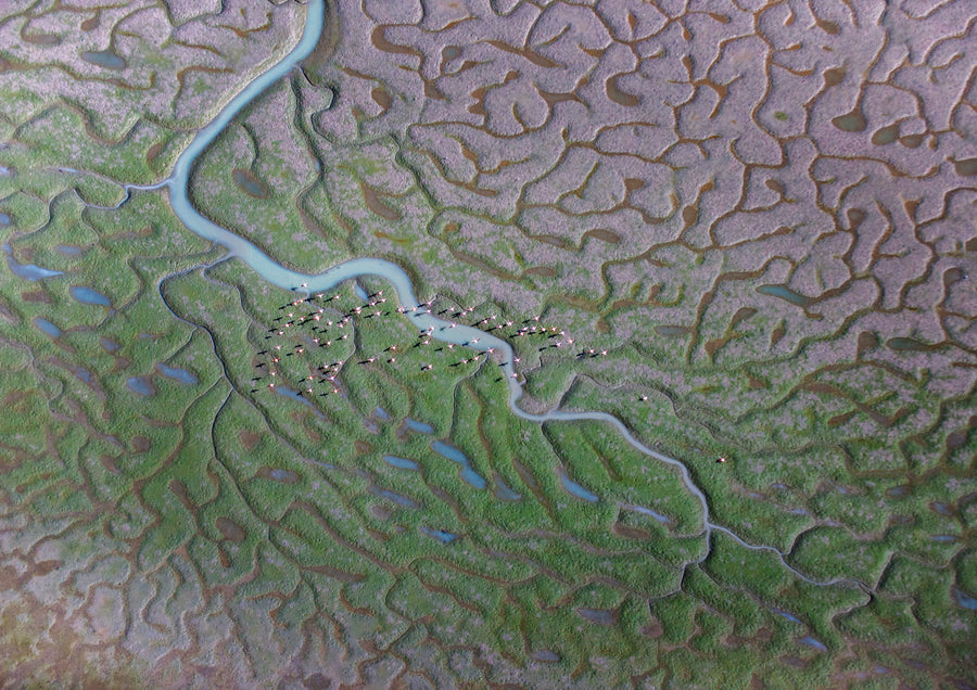 Marismas del Guadalquivir, Spain