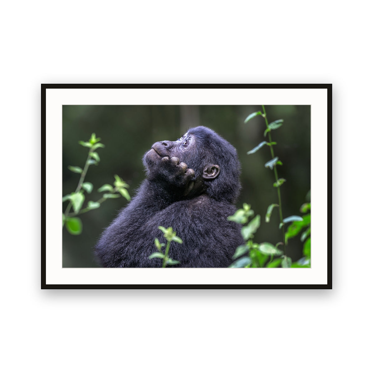 Meditation, Bwindi Impenetrable NP, Uganda