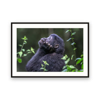 Meditation, Bwindi Impenetrable NP, Uganda view 1
