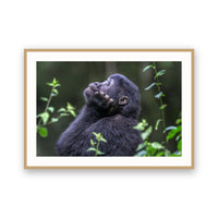 Meditation, Bwindi Impenetrable NP, Uganda view 3