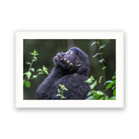 Meditation, Bwindi Impenetrable NP, Uganda view 4