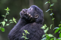 Meditation, Bwindi Impenetrable NP, Uganda view 5