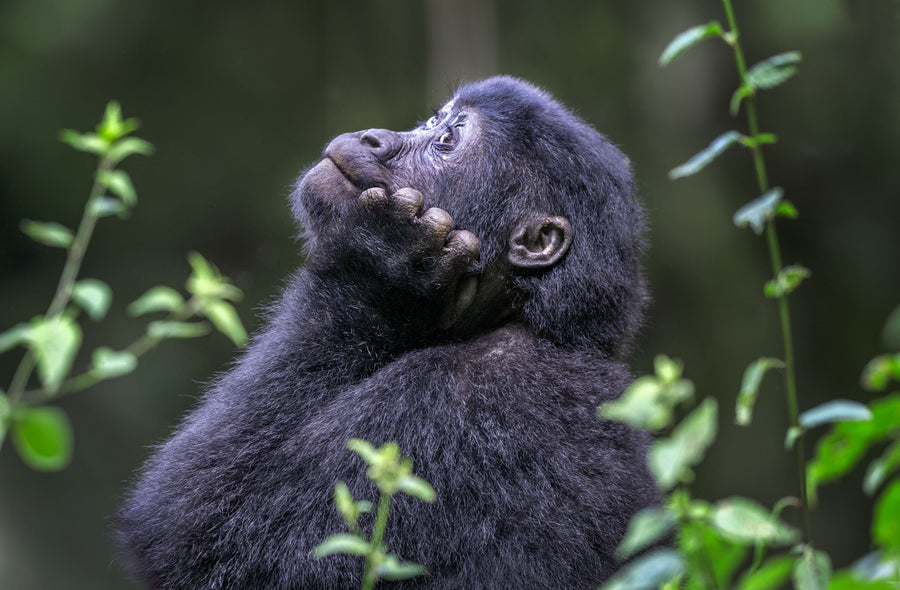 Meditation, Bwindi Impenetrable NP, Uganda