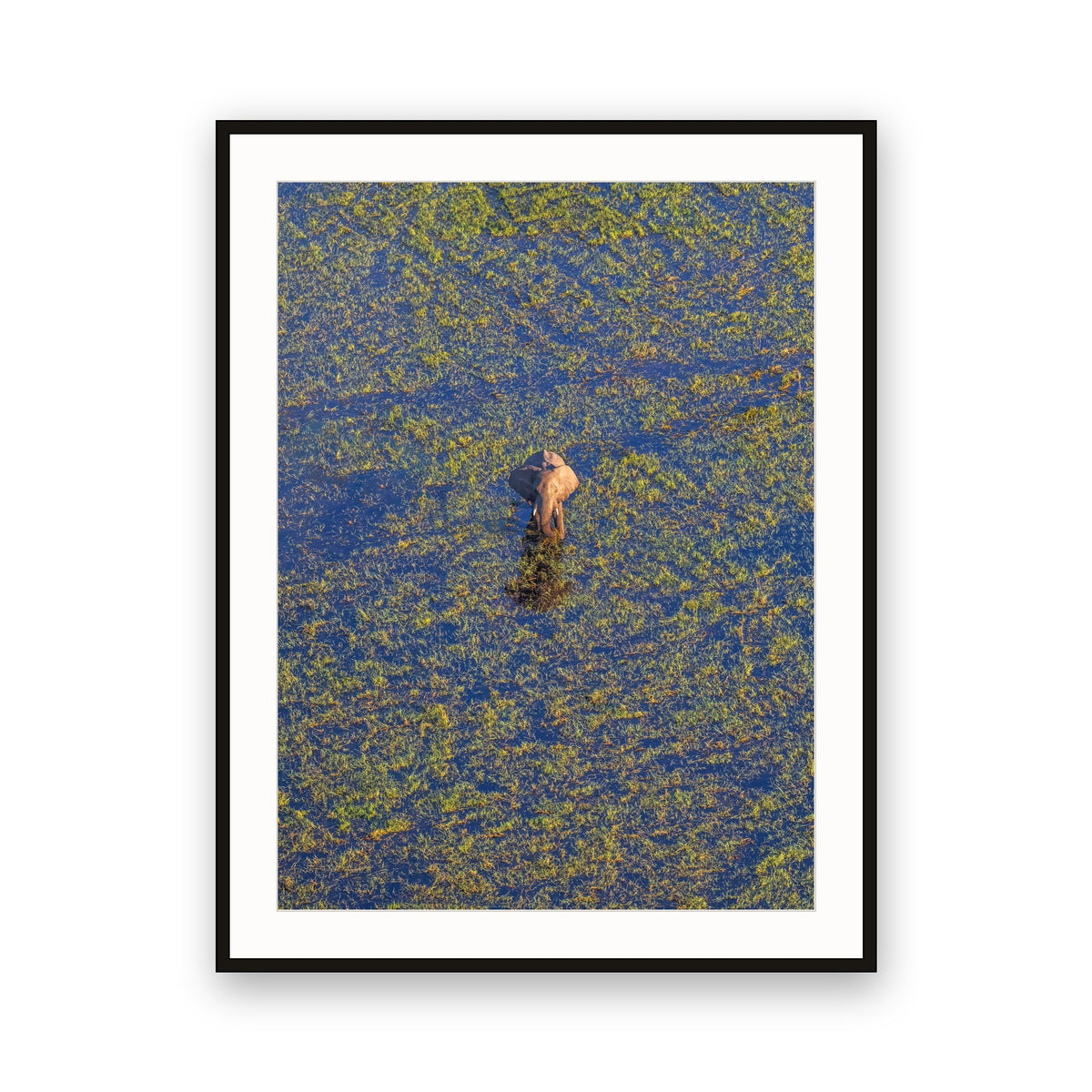 Okavango Aerial View, Botswana