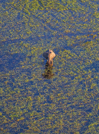 Okavango Aerial View, Botswana view 5
