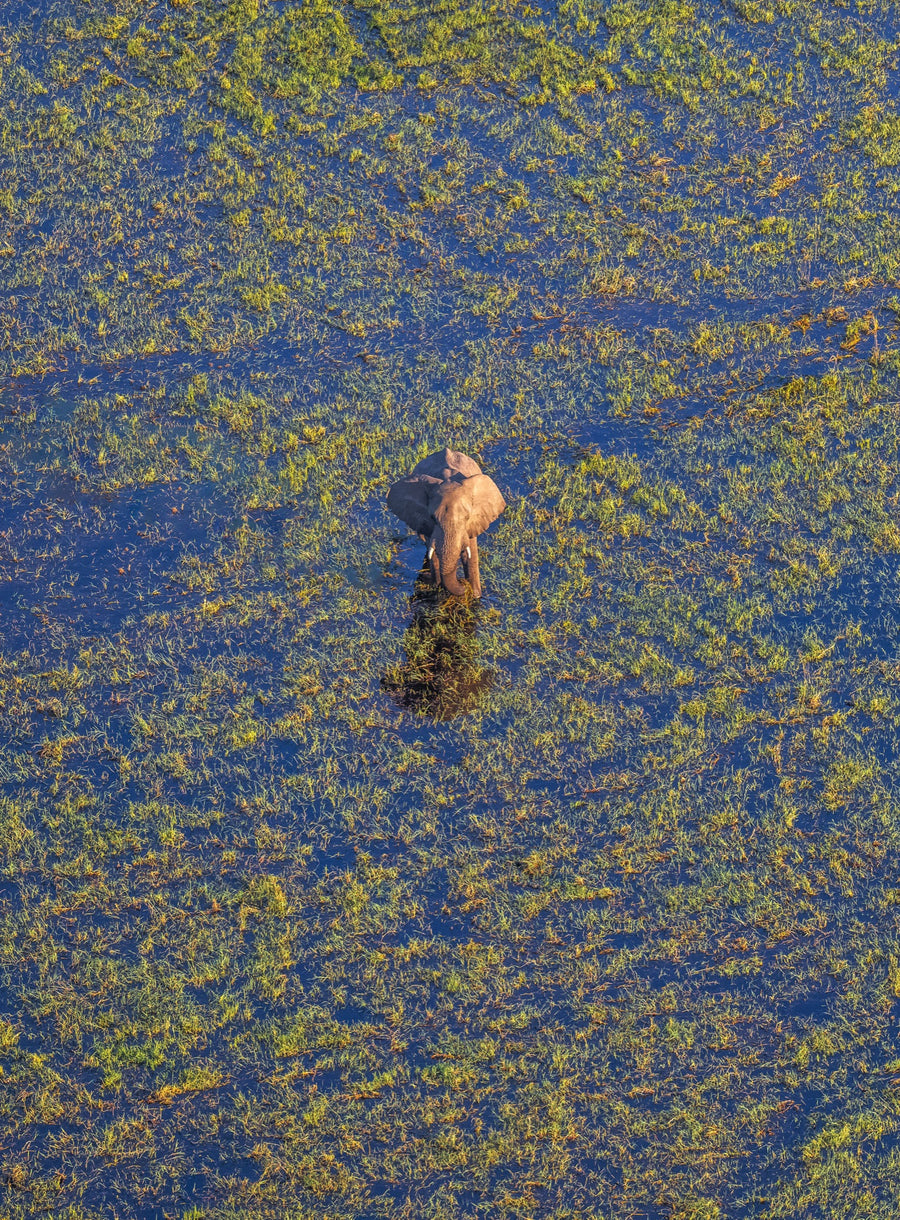 Okavango Aerial View, Botswana