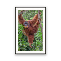 Orangutan, Bukit Lawang, Sumatra, Indonesia view 1