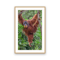 Orangutan, Bukit Lawang, Sumatra, Indonesia view 3
