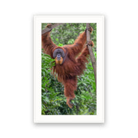 Orangutan, Bukit Lawang, Sumatra, Indonesia view 4