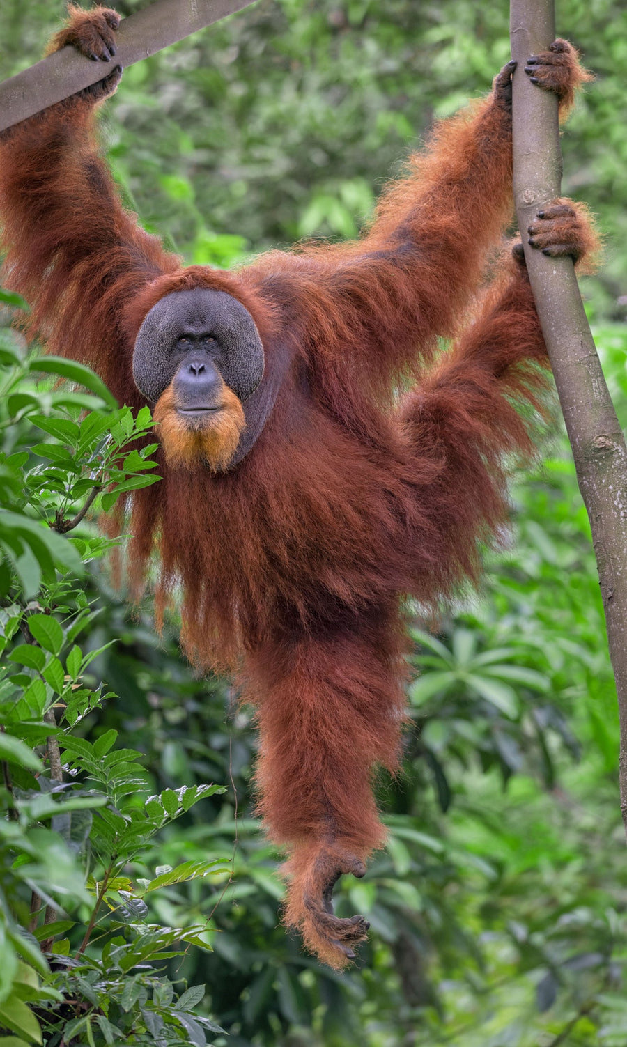 Orangutan, Bukit Lawang, Sumatra, Indonesia
