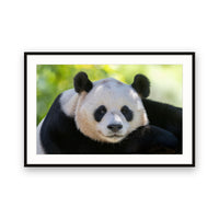 Panda, China view 1