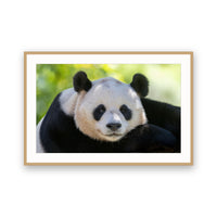 Panda, China view 3