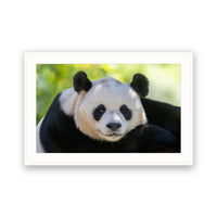 Panda, China view 4