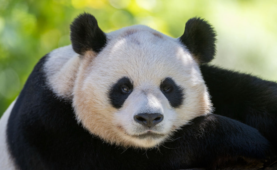 Panda, China