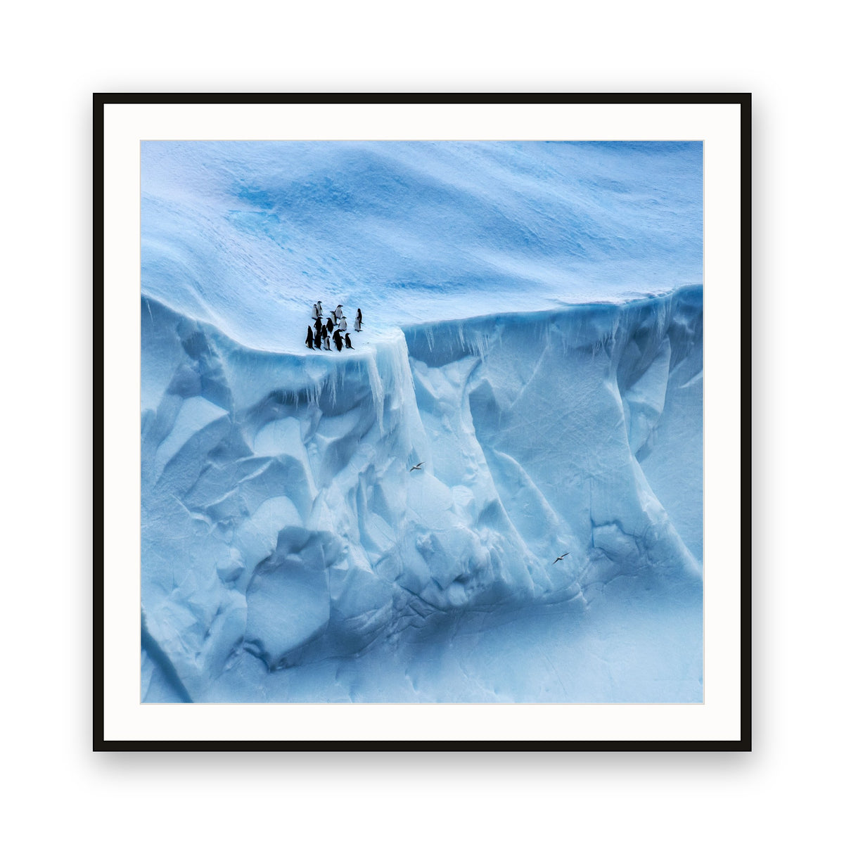 Penguins and Petrels, Antarctica