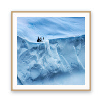Penguins and Petrels, Antarctica view 3