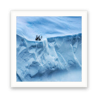 Penguins and Petrels, Antarctica view 4