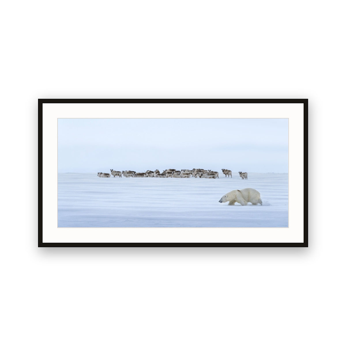 Polar Bear and Reindeer, Svalbard