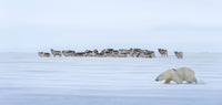 Polar Bear and Reindeer, Svalbard view 5