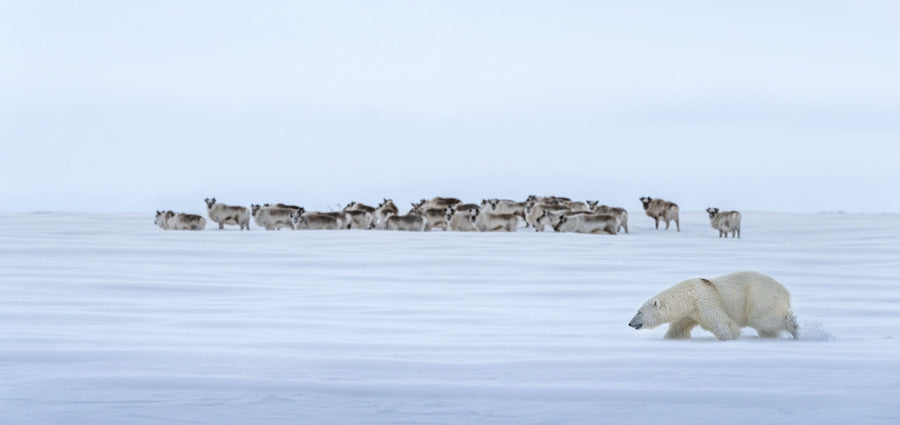 Polar Bear and Reindeer, Svalbard