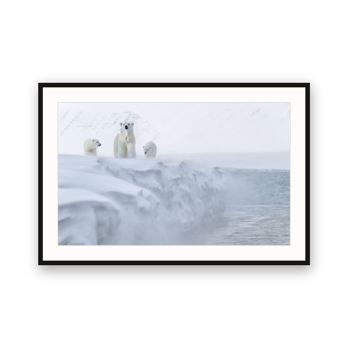 Polar Bears, Svalbard