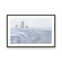 Polar Bears, Svalbard view 1