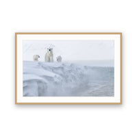 Polar Bears, Svalbard view 3