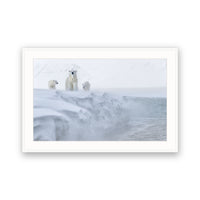 Polar Bears, Svalbard view 4