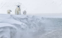 Polar Bears, Svalbard view 5